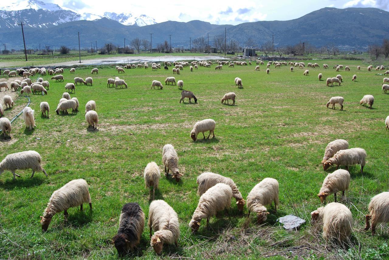 Milatos Village Cretan Agrotourism Hotel المظهر الخارجي الصورة